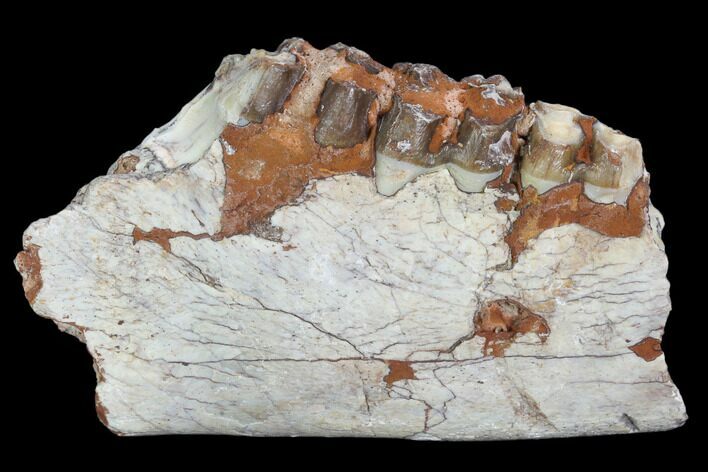 Oreodont (Leptauchenia) Jaw Section - South Dakota #101845